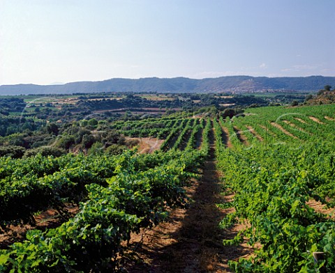 Vineyards near Salas Bajas with Salas Altas and the Sierra de Salinas in the distance Aragn Spain Somontano