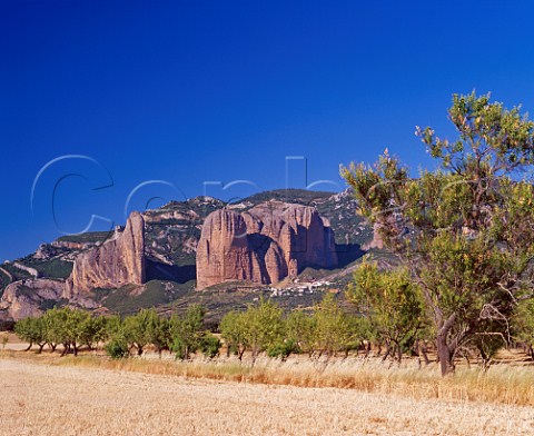 Almond grove below the Los Mallos rock pillars at   Riglos Aragon Spain