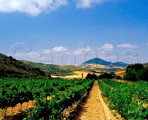 Vineyard at Ucar south of Pamplona Spain    Navarra