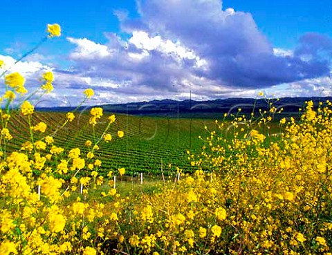 Chardonnay and Pinot Noir vineyards of Tepusquet   Vineyard winery seen through flowering mustard   Santa Maria Santa Barbara Co California