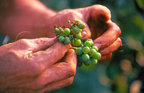 Inspecting diseased grapes   CharlysurMarne Aisne France    Champagne