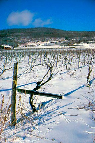 Snow in vineyard of Widmer Wine Cellars   Naples New York USA Finger Lakes