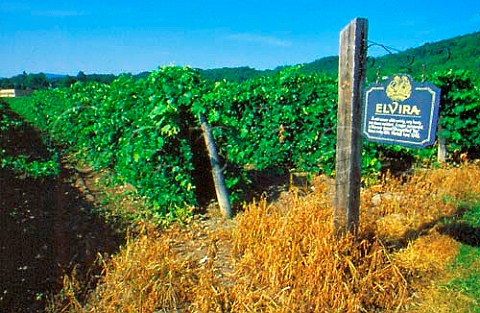 Elvira vineyard of Widmer Wine Cellars   Naples New York USA  Finger Lakes