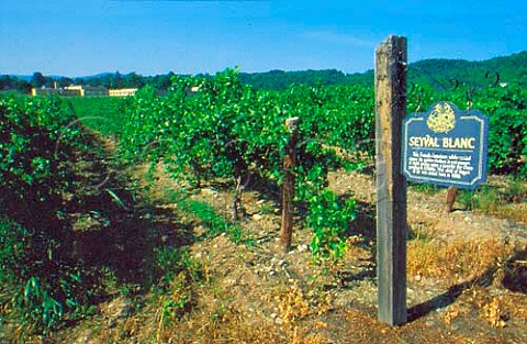 Seyval Blanc vineyard of Widmer Wine   Cellars Naples New York USA  Finger   Lakes