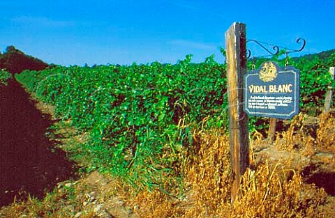 Vidal vineyard of Widmer Wine Cellars   Naples New York USA  Finger Lakes