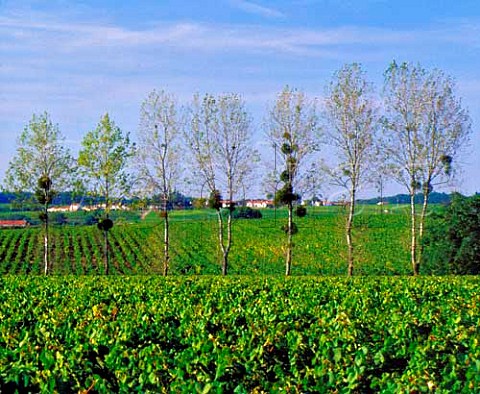 Row of poplar trees between vineyards of   Chteau du ClraySauvion   Eolie near Vallet LoireAtlantique France  Muscadet de SvreetMaine