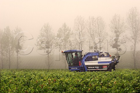Mechanical harvesting of grapes in the morning fog   in vineyard of Chteau du ClraySauvion    Eolie   near Vallet LoireAtlantique France     Muscadet   de SvreetMaine