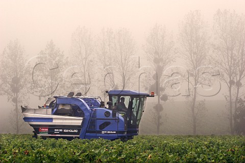 Mechanical harvesting of grapes in the morning fog in vineyard of Chteau du ClraySauvion    Eolie near Vallet LoireAtlantique France     Muscadet de SvreetMaine