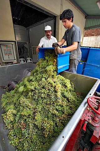 Malmsey grapes being tipped into the receiving   hopper at Henriques  Henriques Ribeira do Escrivao   Quinta Grande Madeira Portugal