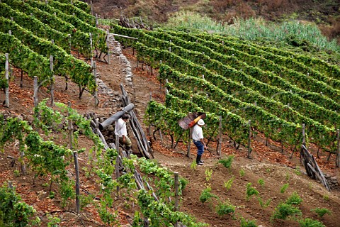 Workers with irrigation pipe in a terraced vineyard    above Cmara de Lobos Madeira Portugal