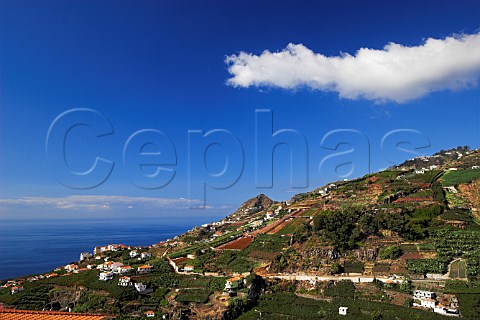 Pergola vineyards and mixed agriculture at   Garachico near Cmara de Lobos Madeira Portugal