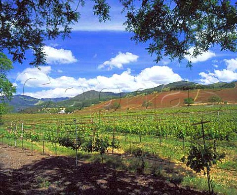 Kunde Estate vineyards Kenwood Sonoma Co   California    Sonoma Valley