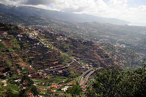 Vineyards and mixed agriculture on terraced hillside   at Garachico  Cmara de Lobos Madeira Portugal