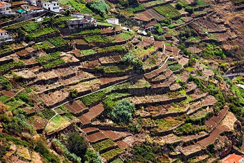 Vineyards and mixed agriculture on terraced hillside   at Garachico Cmara de Lobos Madeira Portugal