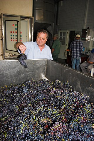 John Cossart inspecting Tinta Negra Mole grapes   arriving at Henriques  Henriques winery Ribeira do   Escrivao Quinta Grande Madeira Portugal