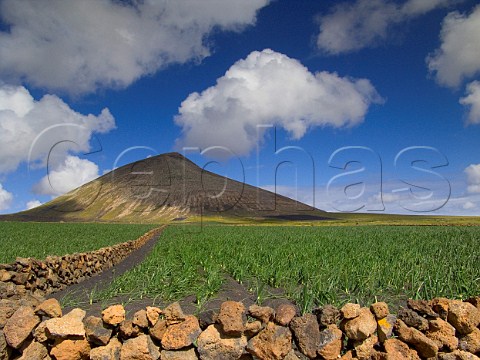 Onion fields in Lanzarote  Canary islands Spain
