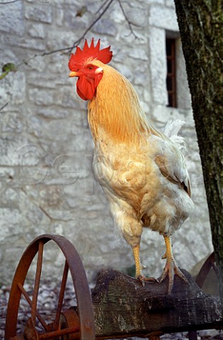 Cockerel in farm yard