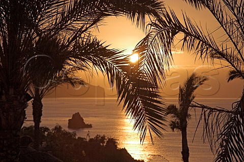 Palm trees silhouetted against the sunrise over the   Atlantic Ocean  Madeira Portugal
