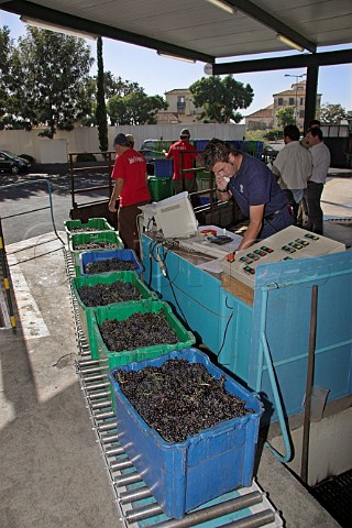 Boxes of Tinta Negra Mole grapes arriving and being   weighed at the Mercs winery of the Madeira Wine   Company  Funchal Madeira Portugal