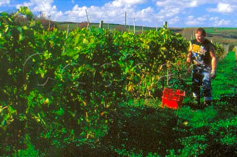 Harvesting Triomphe dAlsace grapes at   Porthallow Vineyard St Keverne near   Helston Cornwall England