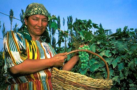 Uygur woman harvesting grapes in the   oasis town of Turfan Xinjiang province   China