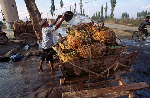 Washing harvested grapes with water from   stream in the oasis town of Turfan   Xinjiang province China