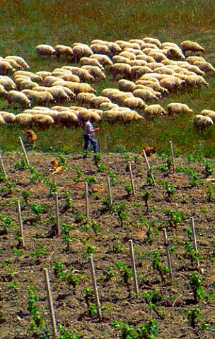 Shepherd and sheep by vineyard near   Corleone Sicily Italy