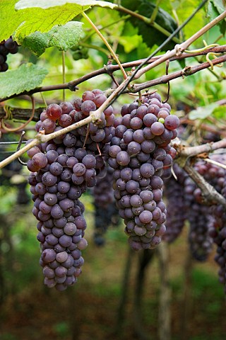 Bunches of Tinta Negra Mole grapes on pergola   trellising near Santana Madeira Portugal