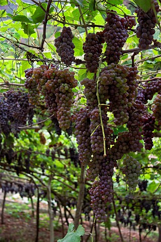 Bunches of Tinta Negra Mole grapes on pergola   trellising near Santana Madeira Portugal