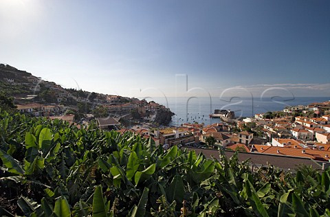 Banana plantation above the fishing village of   Cmara de Lobos Madeira Portugal