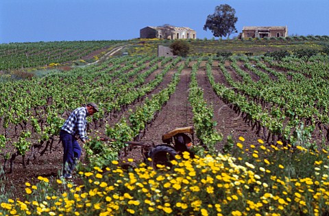 Rotavating soil by vineyard in spring   Marsala Trapani province Sicily Italy