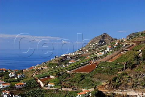Vineyards on hillside above the village of Cmara de   Lobos Madeira Portugal