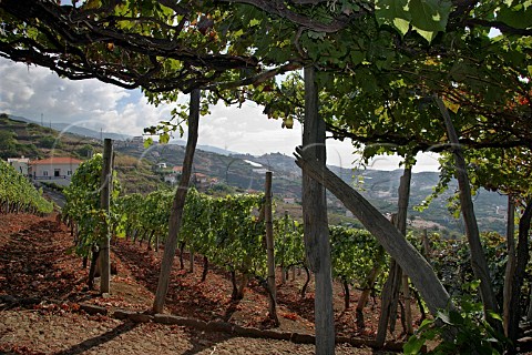 Traditional pergola trained vines next to more   modern style Verdelho vineyard above Cmara de   Lobos Madeira Portugal