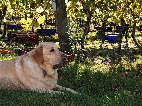 Archie the winery dog in chardonnay vineyard at harvest time RidgeView vineyard Ditchling Common East Sussex England