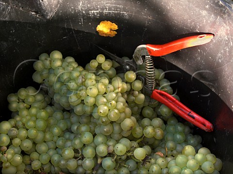 Chardonnay grapes in harvest bucket with   secateurs  RidgeView vineyard Ditchling Common   East Sussex England