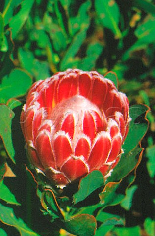 Protea Aurea Cape Province South Africa