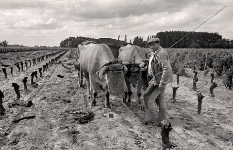 Using oxen to uproot vines killed by the exceptional   frost of February 1956    Stmilion Gironde   France   Saintmilion  Bordeaux