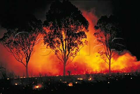 Bushfire at night Sydney New South Wales Australia