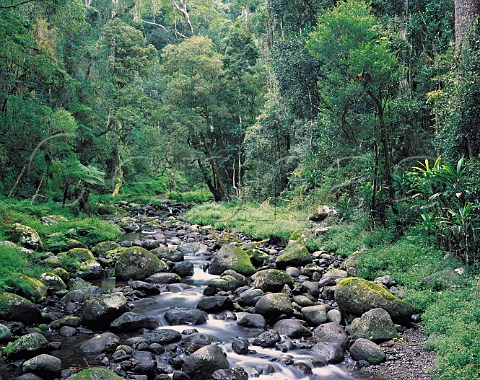 West Canungra Creek Lamington National Park southeast Queensland Australia