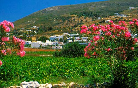 Vineyard by Paros town Paros Cyclades   Islands Greece