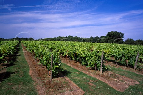 Biddenden Vineyard near Ashford Kent England