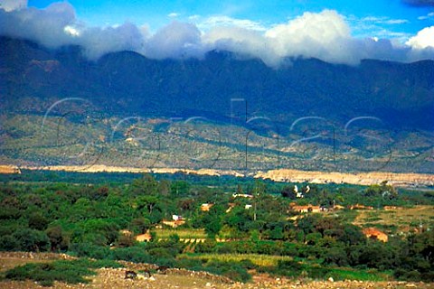 Vineyards near Tarija in the Valle de la   Concepcin Bolivia