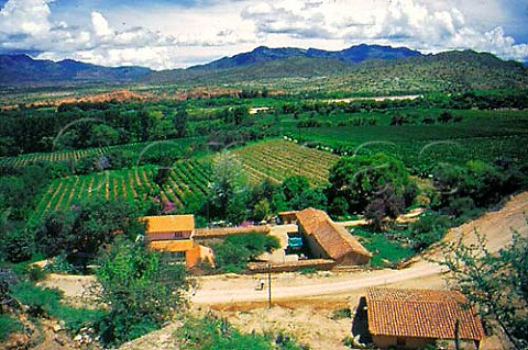 Vineyards at Tarija in the Valle de la   Concepcin Bolivia