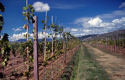 New vineyard of Casa Real in the Valle de la Concepcin Tarija Bolivia
