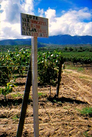 Moscatel vineyard of Casa Real at Tarija   in the Valle de la Concepcin Bolivia