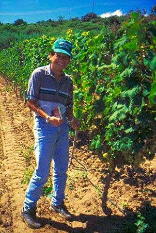 Wilmar Villena winemaker in vineyard   of Casa Real at Tarija in the Valle de   la Concepcin Bolivia