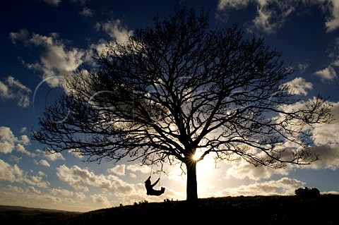 Swing attached to tree on Burrow Hill above orchard   of the Somerset Cider Brandy Company   Kingsbury   Episcopi Somerset England