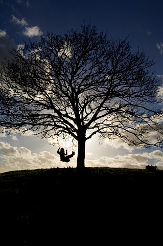 Swing attached to tree on Burrow Hill above orchard   of the Somerset Cider Brandy Company   Kingsbury   Episcopi Somerset England