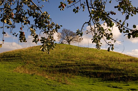 Burrow Hill viewed from orchard of the Somerset   Cider Brandy Company    Kingsbury Episcopi   Somerset England
