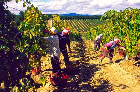 Picking trebbiano grapes at the   Barberani vineyards near Baschi    Umbria Italy  Orvieto